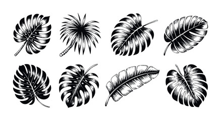 Collection of detailed botanical drawings of tropical palm leaves and monstera foliage, perfect for graphic projects and naturethemed themes conveying freshness and exoticism.