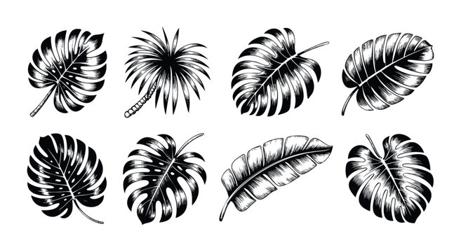 Collection of detailed botanical drawings of tropical palm leaves and monstera foliage, perfect for graphic projects and naturethemed themes conveying freshness and exoticism.