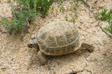 A wild tortoise in the desert