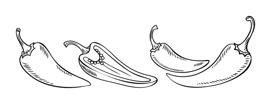 Hand drawn outline sketches of spicy chili peppers and a halved pepper revealing seeds, perfect for food blogs, recipes, and culinary promotion graphics