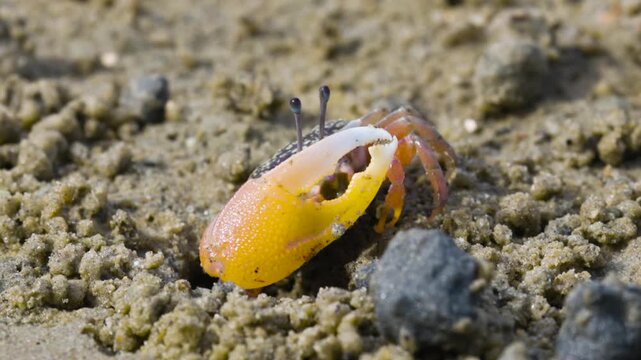 Green eyed Fiddler Crab showing off its claws during mating season. Cute Fiddler Crab dancing with a large claw. Courtship display