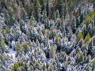 Aerial View of Snow-Covered Pine Forest in Winter, BC, Canada Landscape