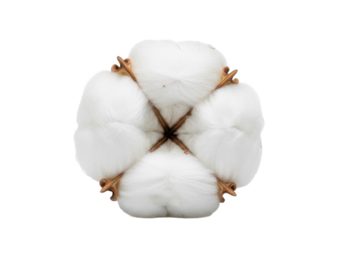 Cotton plant white fluffy boll isolated bright white background