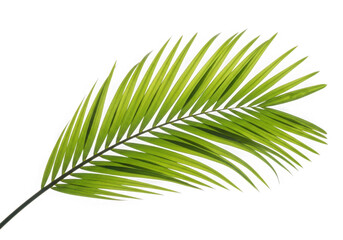Obraz premium Green tropical palm leaf isolated on transparent background