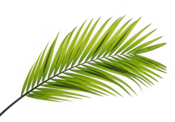 Green tropical palm leaf isolated on transparent background