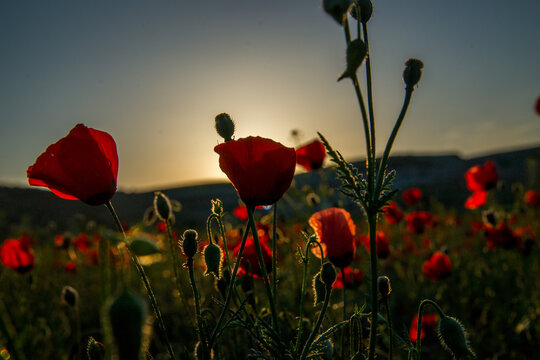 Blooming fields of poppies