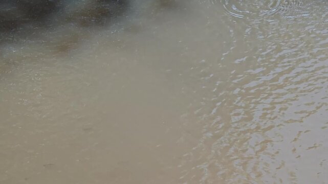 Baby snakehead fishes, young snakehead.