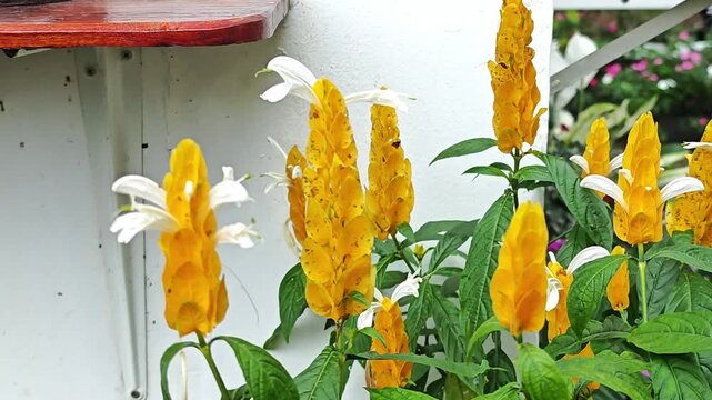 Lollipop plant. Yellow Flower in Garden.