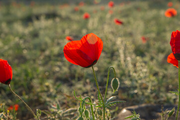 Blooming fields of poppies