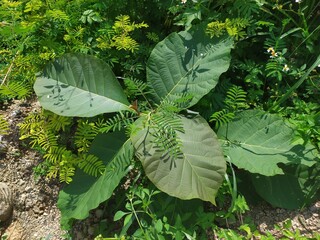teak tree seeds, bibit pohon jati