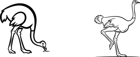 Ostrich Line Art Depiction of Grazing and Standing Ostrich in Black and White Perfect for Educational Resources and Wildlife Illustrations Simple Ostrich Drawing Two Ostrich Poses