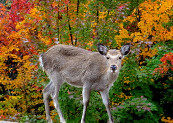 宮島の鹿と紅葉