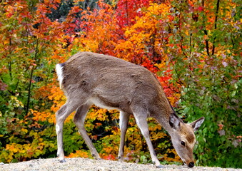 宮島の鹿と紅葉