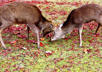 宮島の鹿と紅葉
