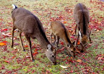 宮島の鹿と紅葉