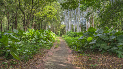 Paved footpath in the city park. Lush green plants Colocasia esculenta with huge leaves on the roadsides. Tall trees. Fallen leaves on the ground. China. Guangzhou 