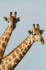 Two Giraffes photographed in Namibia