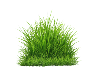 Lush green blades of grass plant nature, Isolated, Png Transparent Background