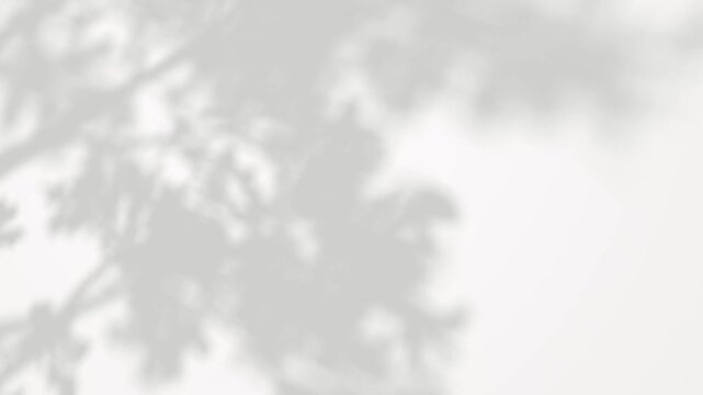 Serenity shadow leafs tree branches movement on white backgrounds footage video rendering