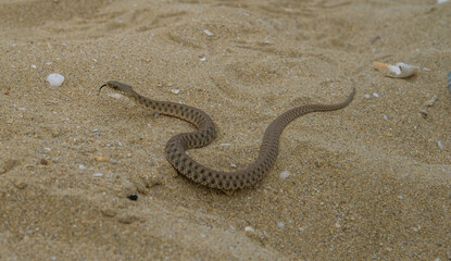 Viper, a dangerous snake in the wild