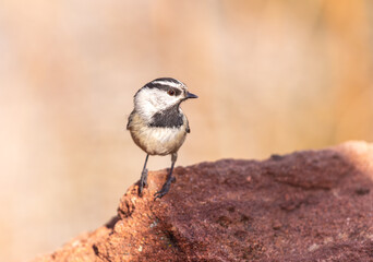 Mountain Chickadee perched on a rock