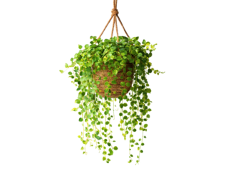 Lush green hanging plant with cascading vines in woven basket leaves, Isolated, Png Transparent Background