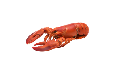 A red lobster set against a white background, featuring a clipping path and full depth of field.

