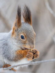 Fototapeta premium The squirrel with nut sits on tree in the winter or late autumn