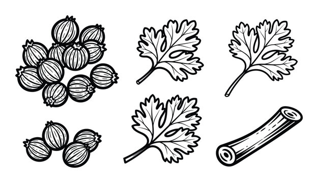 Coriander seeds and fresh cilantro leaves. Culinary herbs. Spices set. Aromatic ingredients.