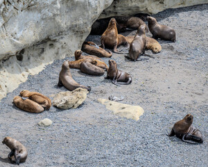 Fototapeta premium Punta Limo Sea Lion Reserve, near Puerto Madyrn, Argentina