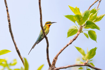 Blue Tailed Bee-eater perched on a tree