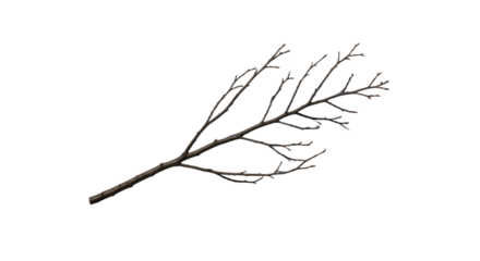 Minimalist Black and White Tree Branch Illustration 2.