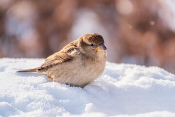 House Sparrow, Passer domesticus, standing in the snow.