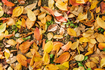 秋・冬の森の背景　紅葉した枯れ葉の落ち葉で敷き詰められた地面乾いた葉　観光・旅行・アウトドア　季節・乾燥・自然の風景