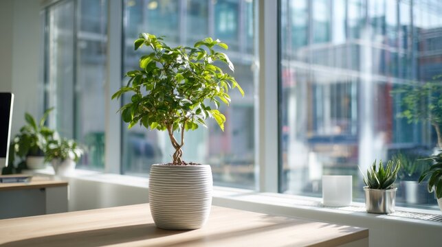 A vibrant green plant sits on a desk in an office soaking up natural light from large windows. The modern workspace features minimal decor and simple furniture.