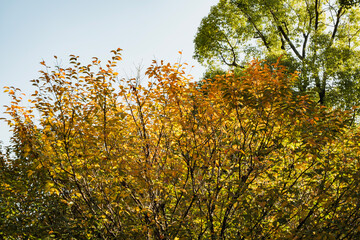 秋・木漏れ日に当たり赤く染まった森の木々の葉の紅葉の風景背景　壁紙・日本・季節・四季・オレンジ・赤・楓・アウトドア