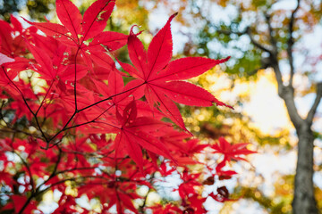 秋・木漏れ日に当たり赤く染まった森の木々の葉の紅葉の風景背景　壁紙・日本・季節・四季・オレンジ・赤・楓・アウトドア