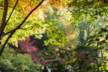 Obraz premium 秋・木漏れ日に当たり赤く染まった森の木々の葉の紅葉の風景背景 壁紙・日本・季節・四季・オレンジ・赤・楓・アウトドア