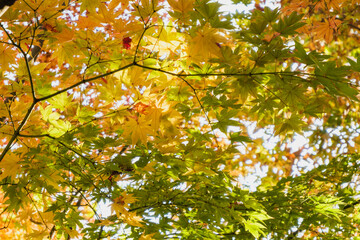 秋・木漏れ日に当たり赤く染まった森の木々の葉の紅葉の風景背景　壁紙・日本・季節・四季・オレンジ・赤・楓・アウトドア