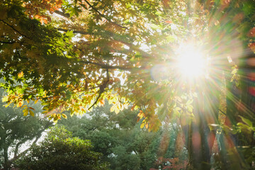 秋・森林の木々の葉から漏れる太陽の強い日差しと光の光芒とレンズフレア・ゴースト　眩しい朝の光　木漏れ日とさわやかな朝日　天気・自然の背景