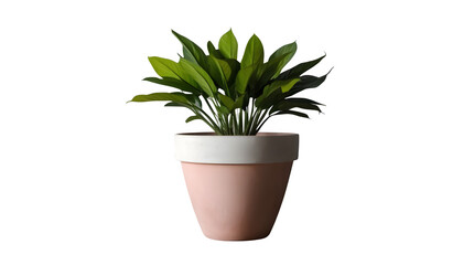 Flower Pot with Plant Isolated PNG background