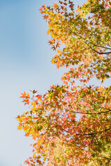 秋　紅葉の木々　黄色赤色の鮮やかな木の葉に青空の背景　旅行・観光・アウトドアの季節・天気の背景