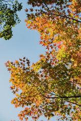 秋　紅葉の木々　黄色赤色の鮮やかな木の葉に青空の背景　旅行・観光・アウトドアの季節・天気の背景