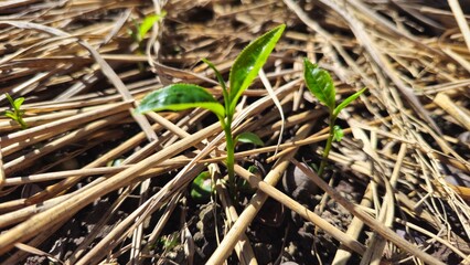Green tea sprouts are emerging from the soil amidst straw and natural mulch. Green tea seedlings