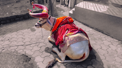 festive indian bull ( Nandi ) sitting calmly on a ground.