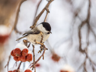 Cute bird the willow tit, song bird sitting on a branch without leaves in the winter.