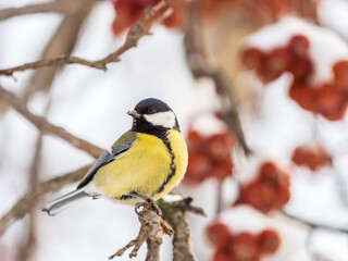 Cute bird Great tit, songbird sitting on a branch without leaves in the autumn or winter.