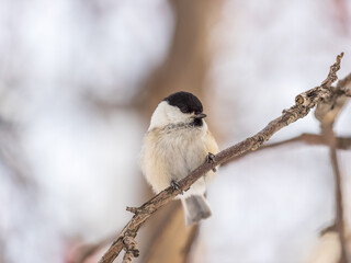 Cute bird the willow tit, song bird sitting on a branch without leaves in the winter.