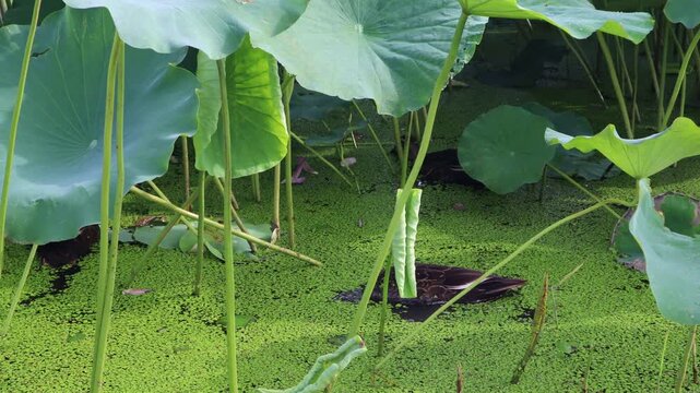 Cute ducks are swimming.귀여운 오리들이 헤엄을 치고있습니다.