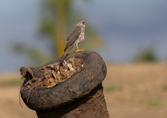 Fiji Goshawk perched next to a discarded tire